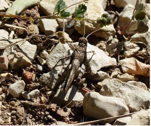 Oedipoda caerulescens caerulescens